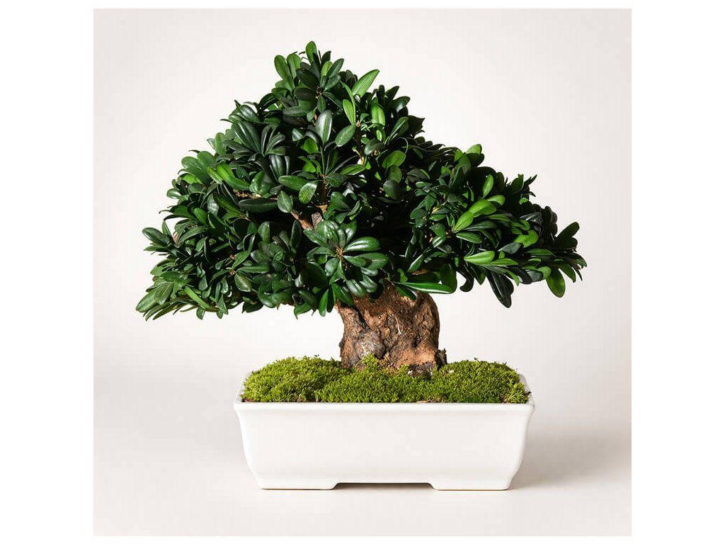 Green Tobira Bonsai 40cm