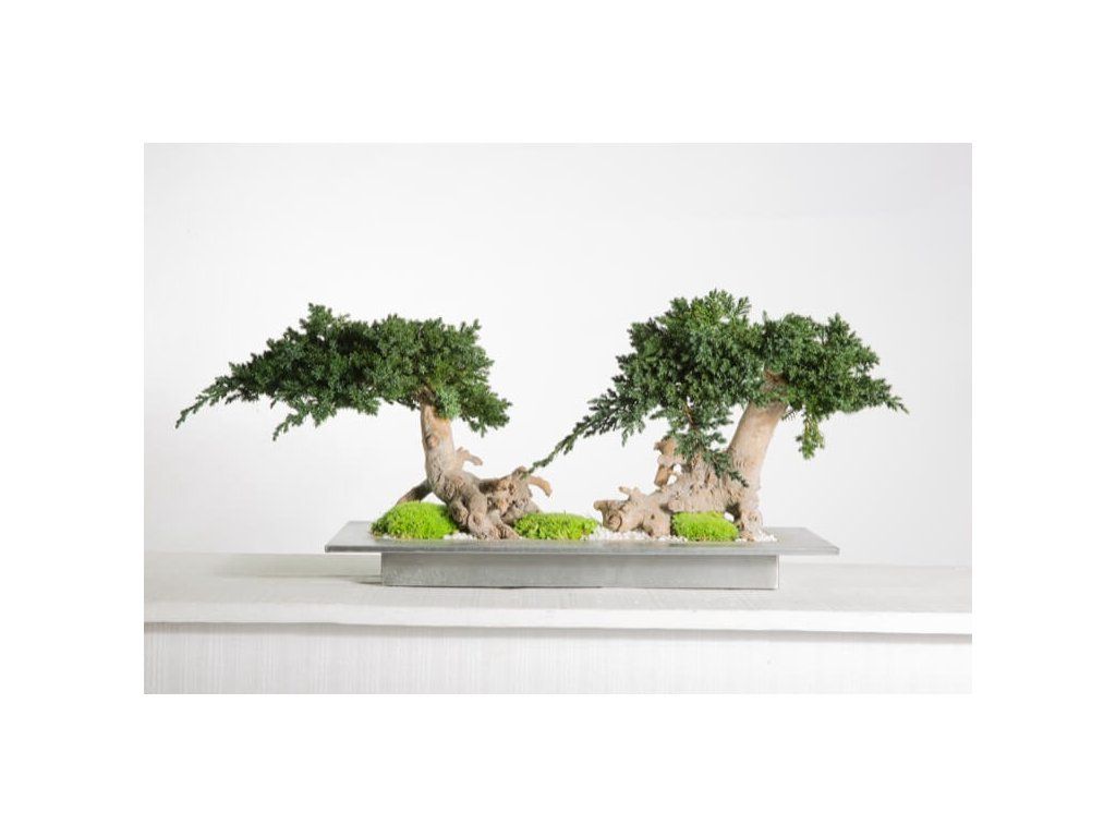 Double Juniperus vine root Bonsai