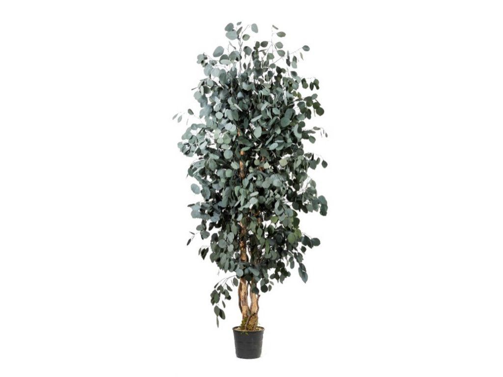 Slim Populus tree 1,3m