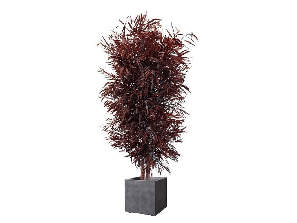 Wine Red Nicoly tree 1,3m