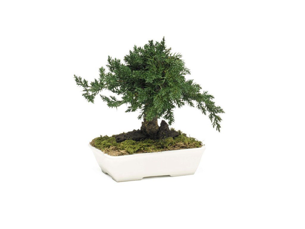 Juniperus Bonsai 15cm