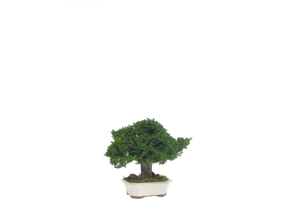 Juniperus Bonsai 25cm