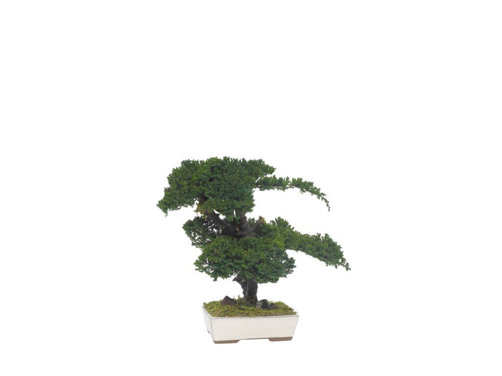 Juniperus Bonsai 50cm