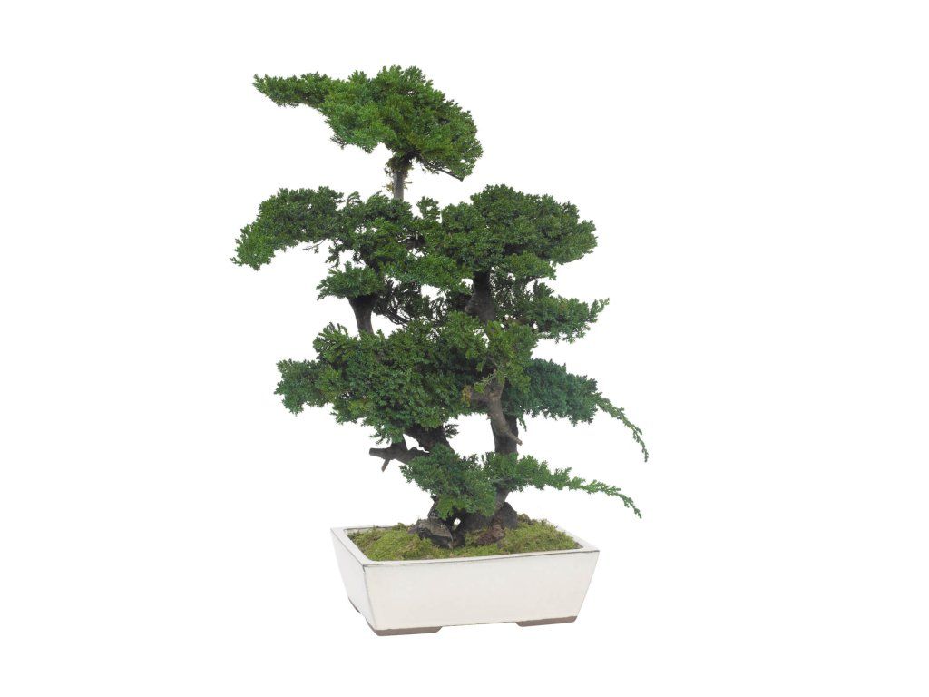Juniperus Bonsai 70cm