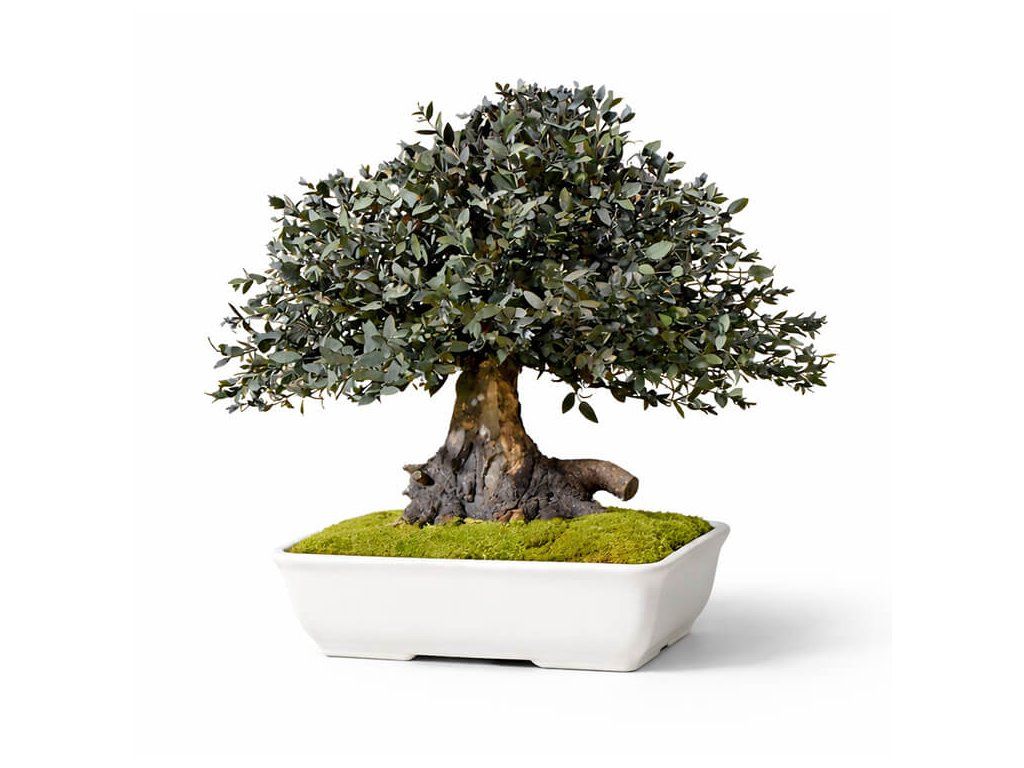 Green Parvifolia Bonsai 40cm